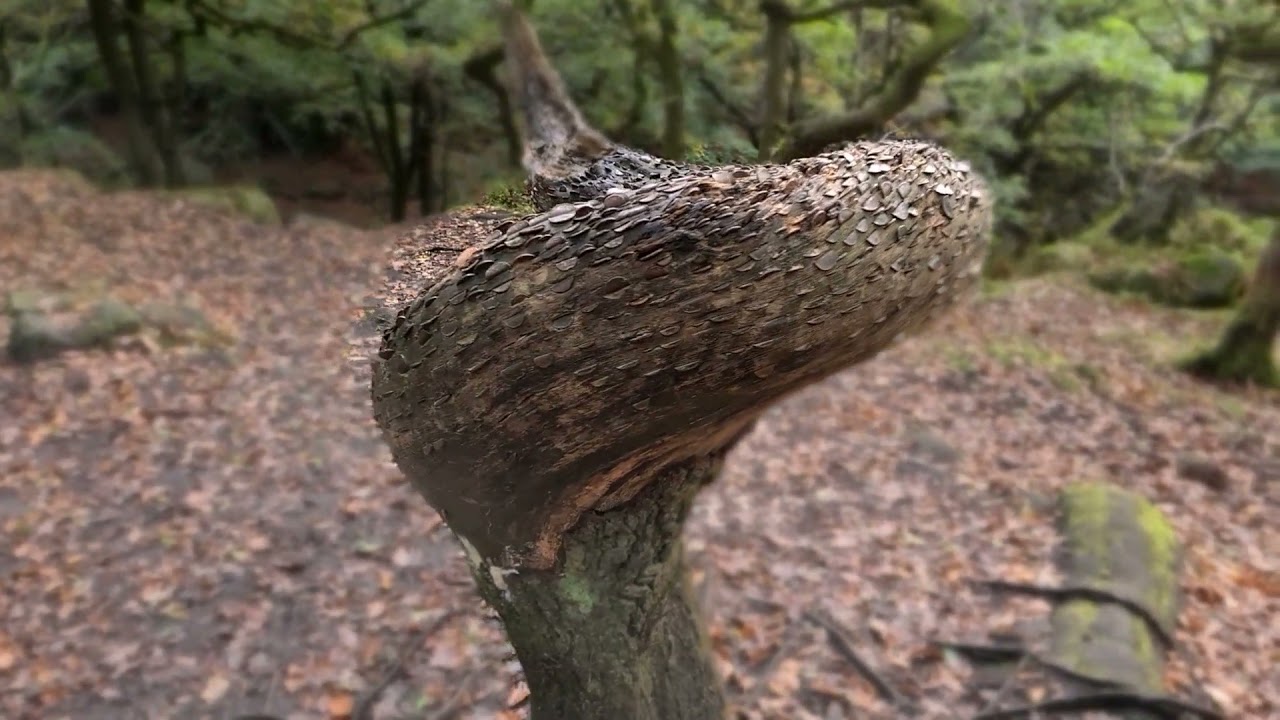 Hathersage and Stanage Edge walk includes Robin Hoods Cave