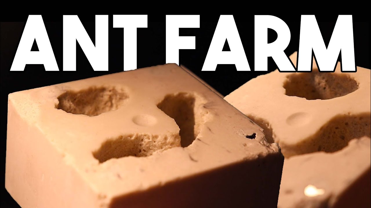 How I Made Stone Ant Farms For My Pet Ants
