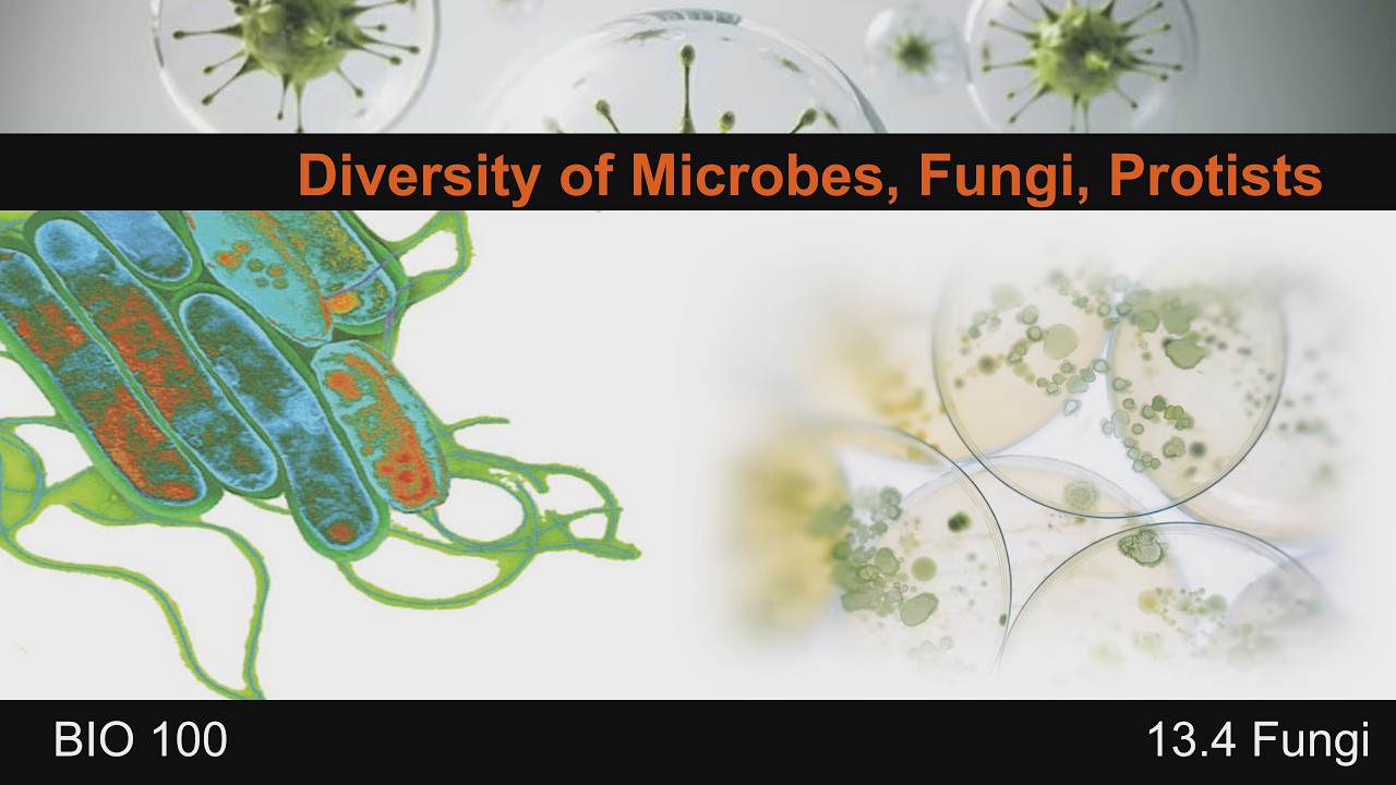 Diversity of Microbes, Fungi, & Protists: Fungi