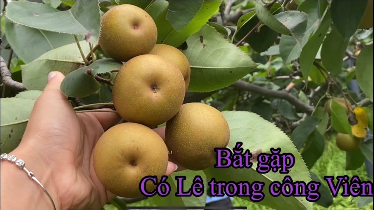 Vlog 2 #Ngang qua c&ocirc;ng vi&ecirc;n c&oacute; nhiều L&ecirc; qu&aacute; mọi người ơi !!! Sợ v&igrave; h&aacute;i L&ecirc; ở c&ocirc;ng vi&ecirc;n