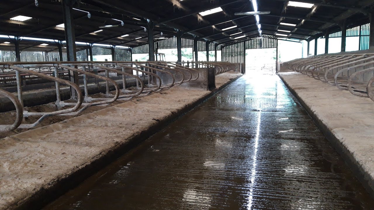 Dairy cow housing layout and design.