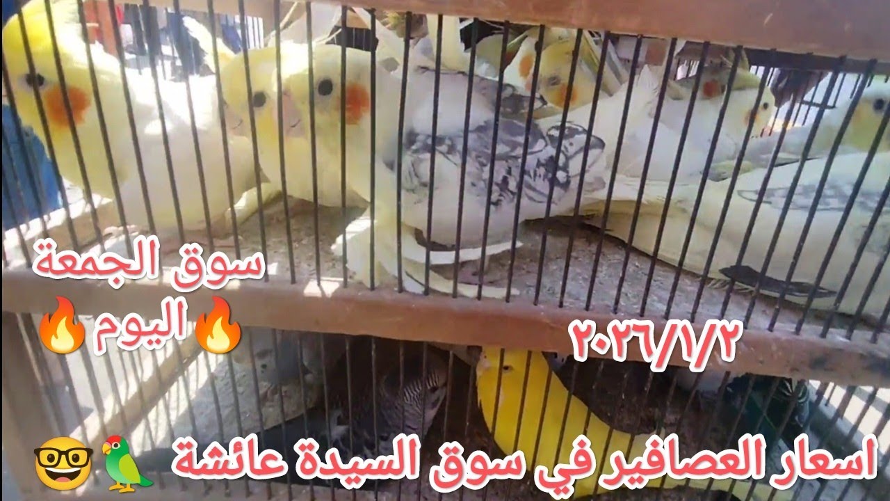 اسعار العصافير في سوق الجمعة بالسيدة عائشة واخبار لم 🦜 اليوم انخفاض اسعار بعض أنواع العصافير 🦜💣🔥