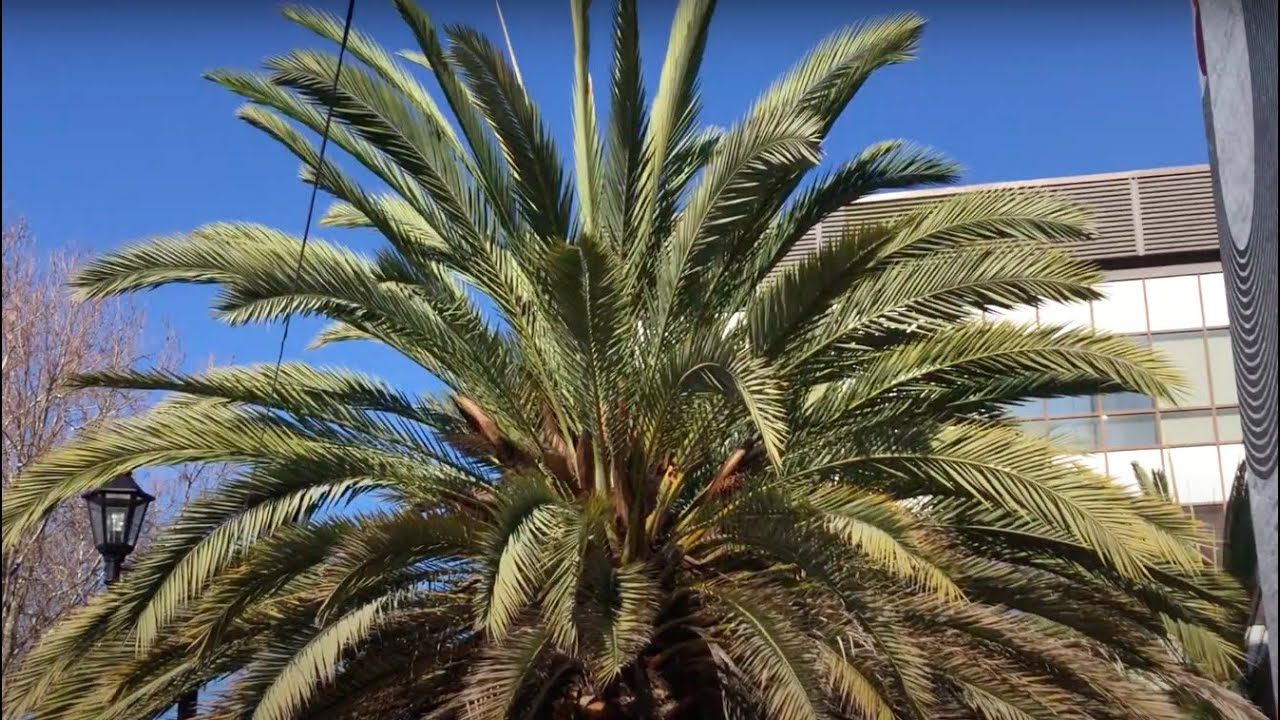 Male and Female True Date Palm Differences- Phoenix dactilifera
