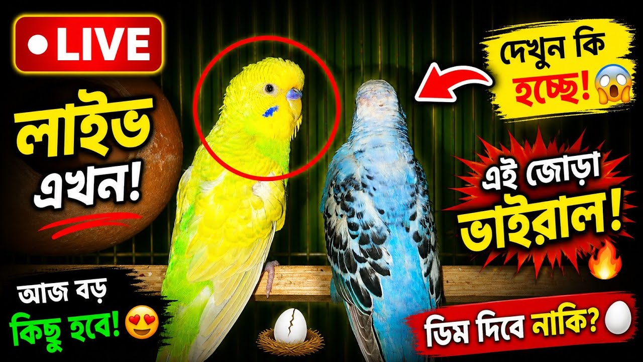 🔴 একদম লাইভ: পাখির বাসা ও যত্ন #এস_আর_পাখির_ঘড় #birdsofbangladesh #lovebirds #birds #birdlife 
