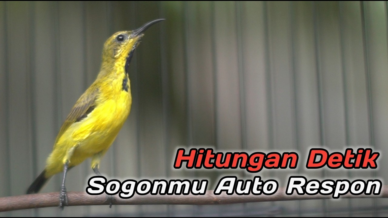 PANCINGAN SOGON BAHAN AGAR CEPAT IKUT NEMBAK‼️CUIT CUIT CERR BIKIN SOGONMU LANGSUNG GACOR NGALAS