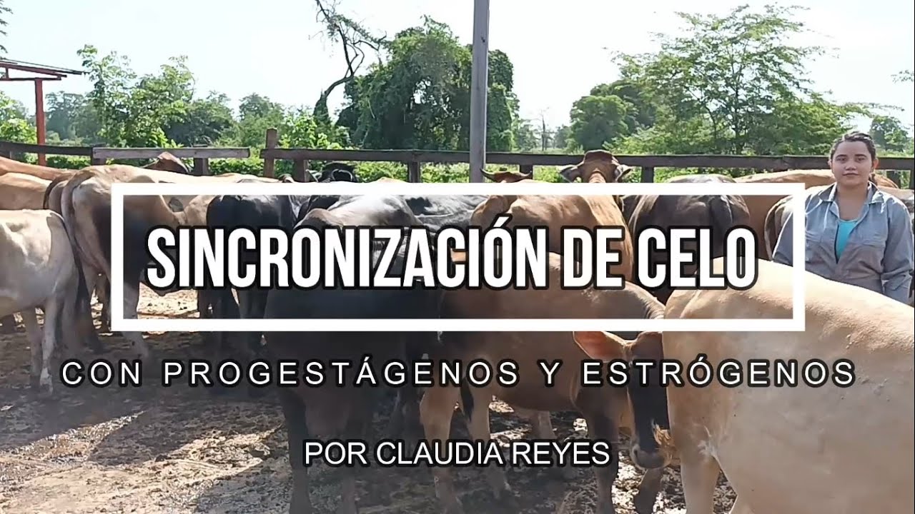SINCRONIZACIÓN DE CELO CON PROGESTÁGENOS Y ESTRÓGENOS