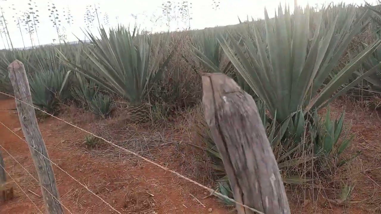 plantio de sisal na Bahia