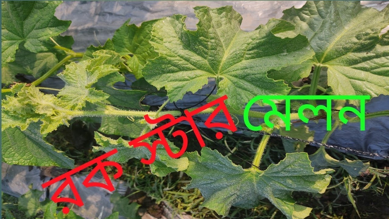 সাম্মাম চাষ।রকমেলন চাষ।