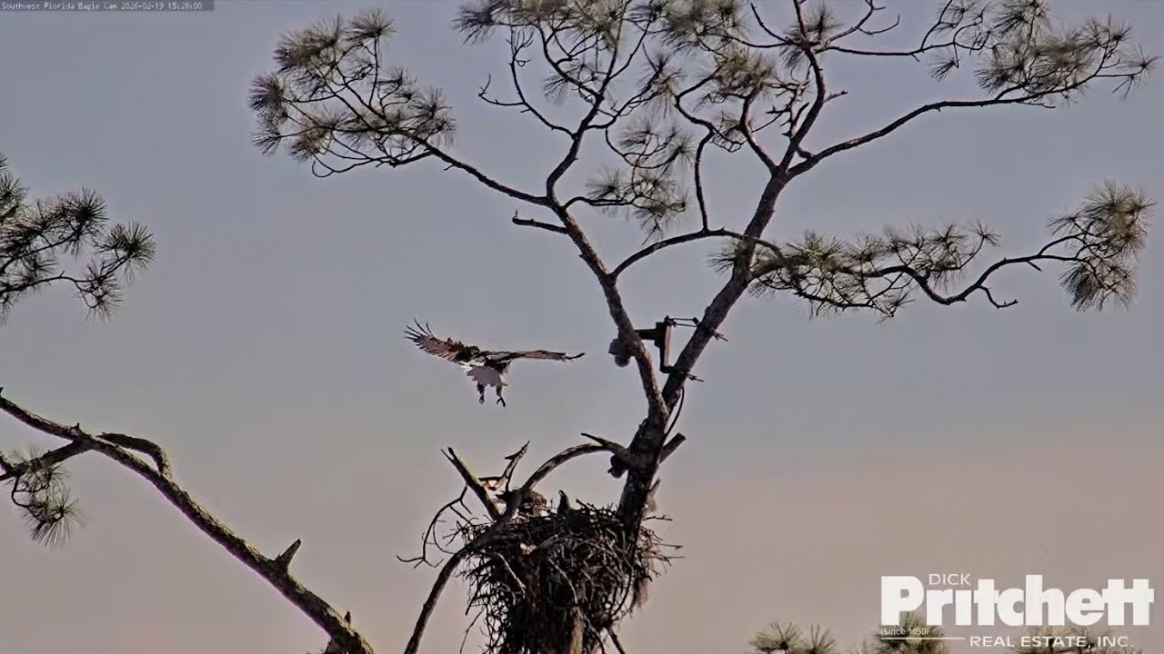 SWFL EAGLE CAM 2026.2.19 Feeding E26 and 'wingersizing'. Close-up from the pond cam.