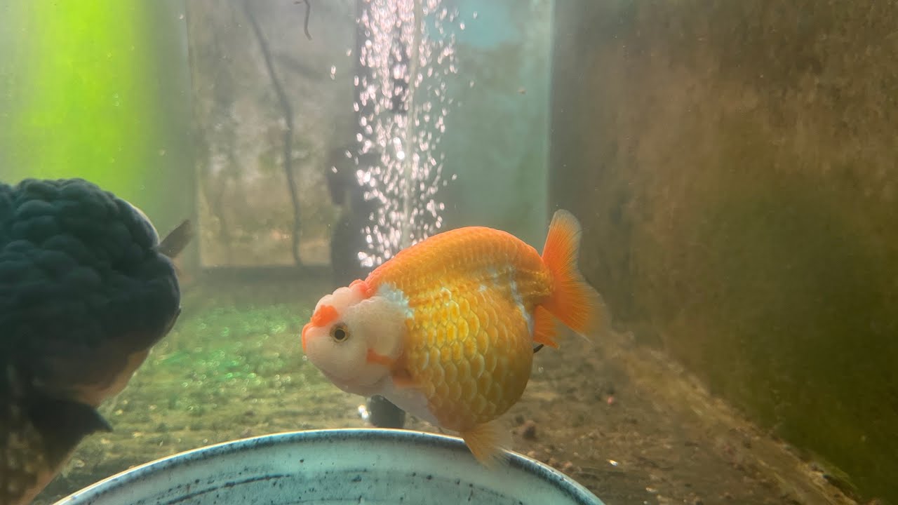My 75galoons Grooming Tank
