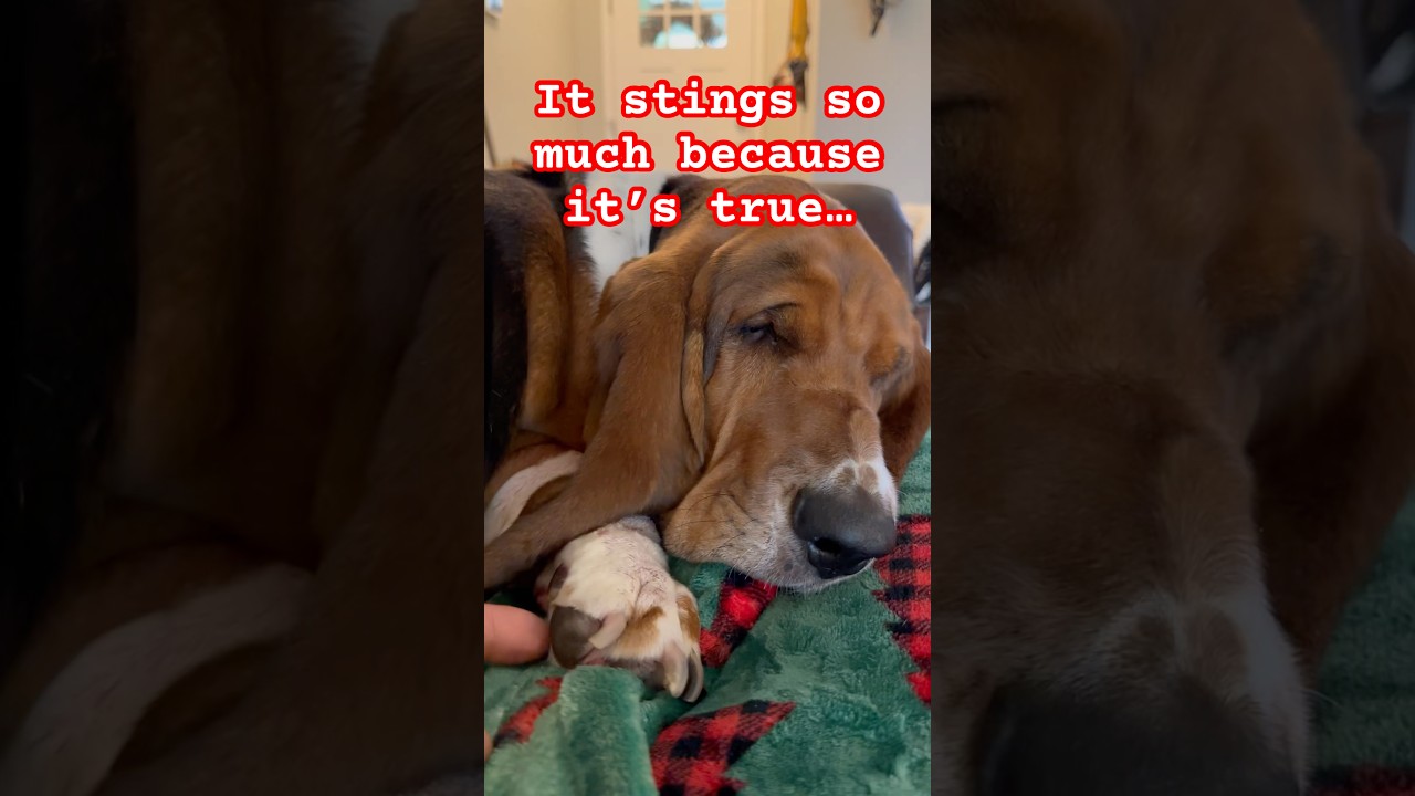She&rsquo;s too expensive! #hound #dogs #humor #bassethound #basset #puppy #shorts #ytshorts #wow #funny