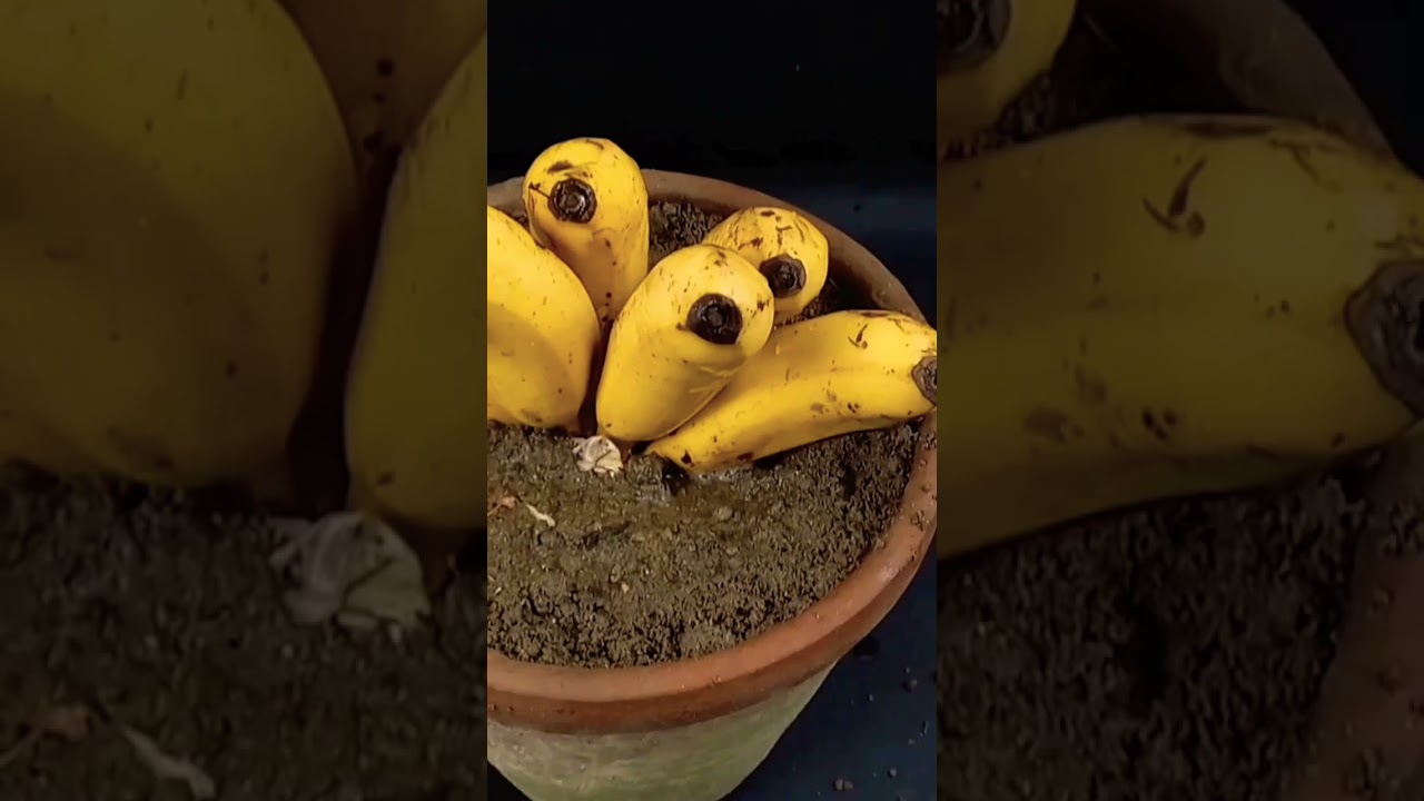 बनाना ट्री प्लांट 🌱🌱