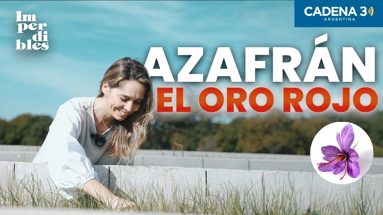 🌺​AZAFRÁN: el BITCOIN​ de las ESPECIAS | IMPERDIBLES