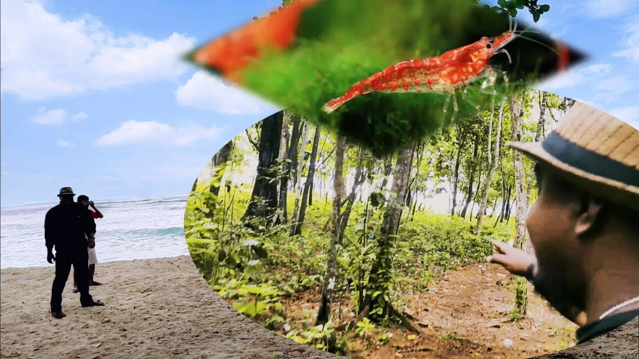 #vlog Trip Hari ini Jelajahi pantai Yg unik dgn spot udang merahNya,