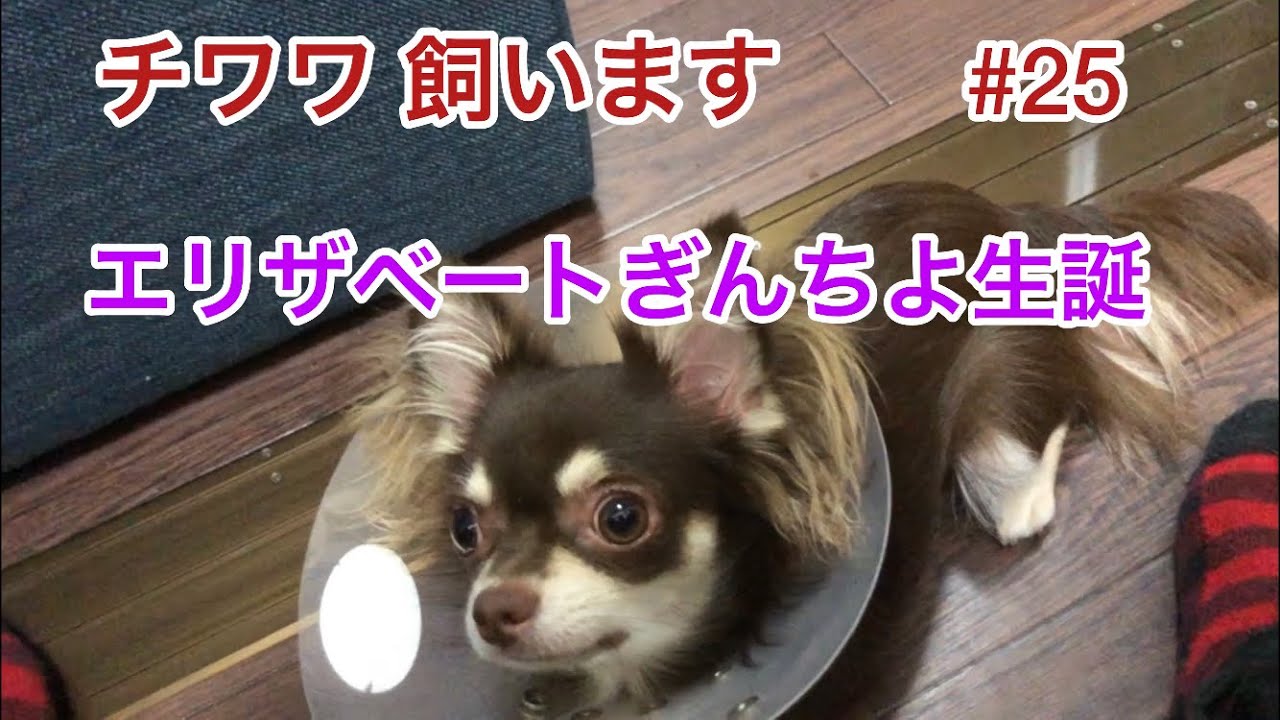 チワワ 飼います #25 エリザベートぎんちよ爆誕！世界で一番エリザベスカラーの似合う女になります！頑張ったご褒美に初めての桃食