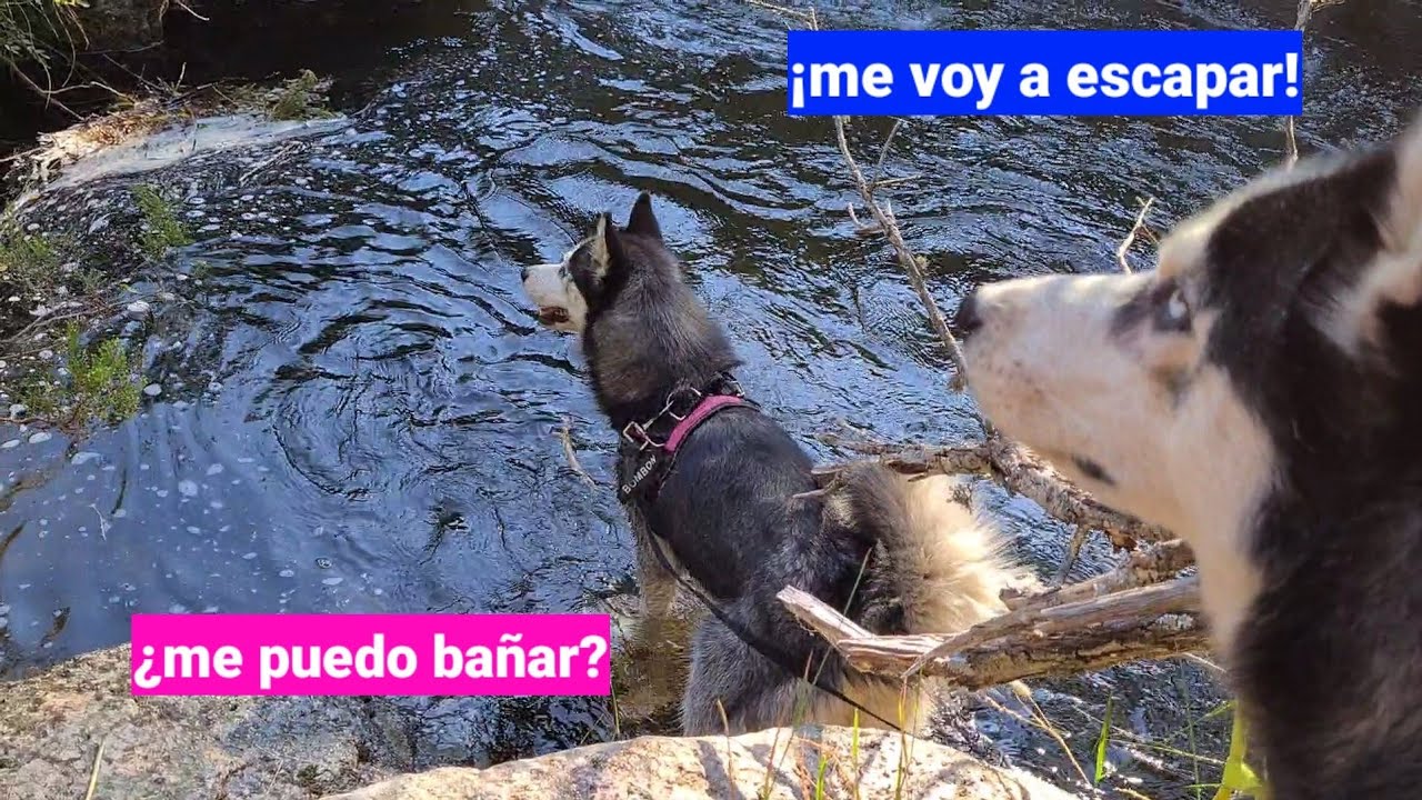 LLEVO A MIS PERROS AL RÍO !! VAN ATADOS CON CORREA Y ARNÉS ¿SE ESCAPAN? ¿SE BAÑAN? LOS HUSKIES SON