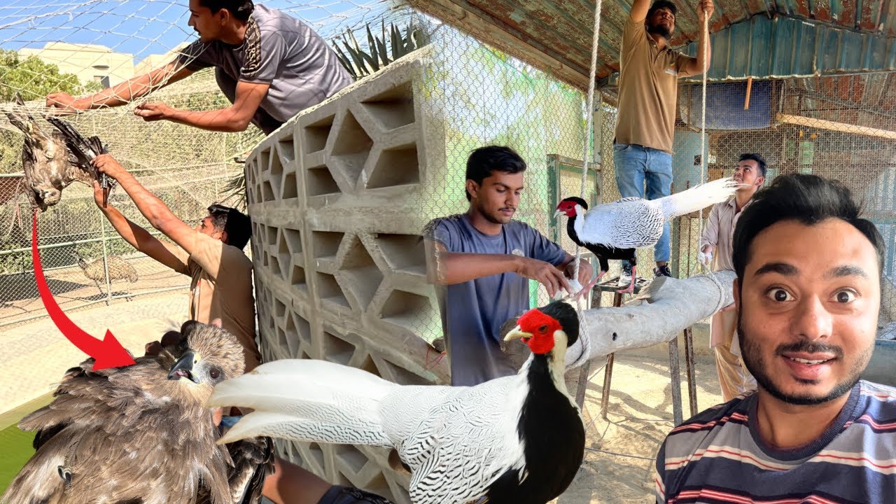 SURKHAAB KA NEW GHAR😍Eagle mushkil me