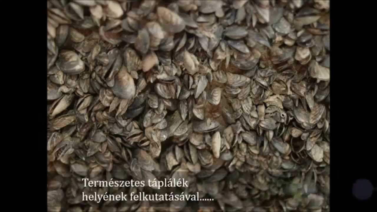 Imperial Baits Lake Balaton 2015
