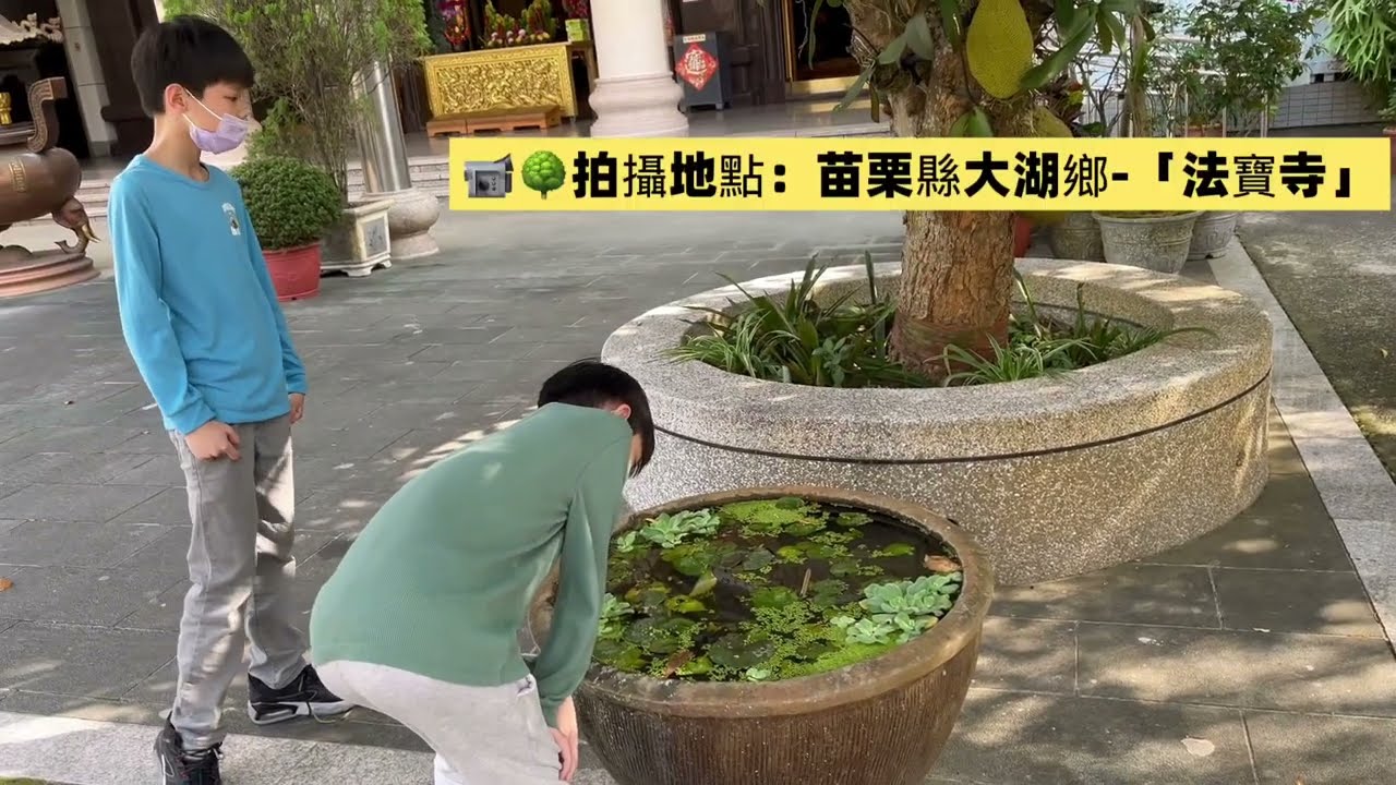 2026/2/23(一）小三弟弟寒假自主學習作業（明倫高中看蝴蝶、蒲公英|苗栗大湖國小、法寶寺|台北市保安宮、摩斯漢堡、開福袋）#龜龜#龜龜媽咪＃明倫高中#大湖國小#苗栗