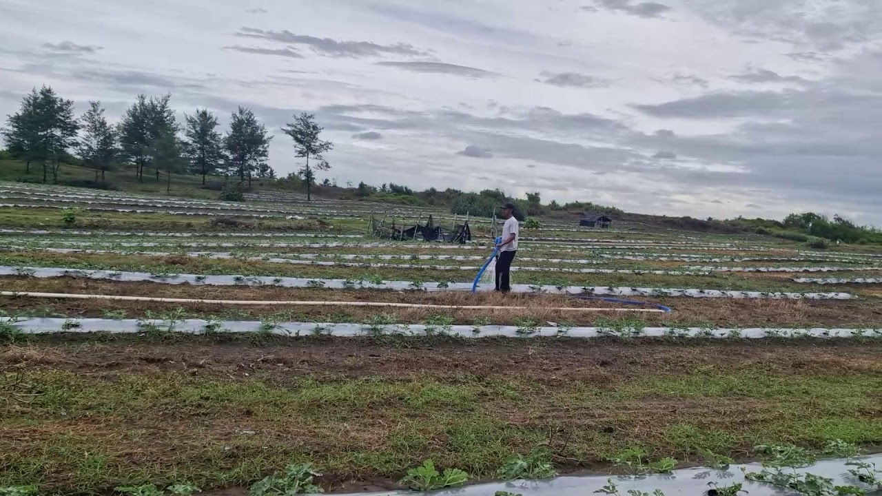 NO MORE MANUAL WATERING! MODERN IRRIGATION MAKES WATERMELON CULTIVATION EASIER!-agriculture farming