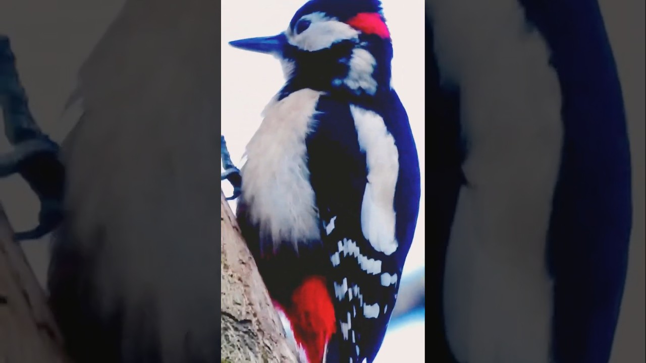 #greatspottedwoodpecker