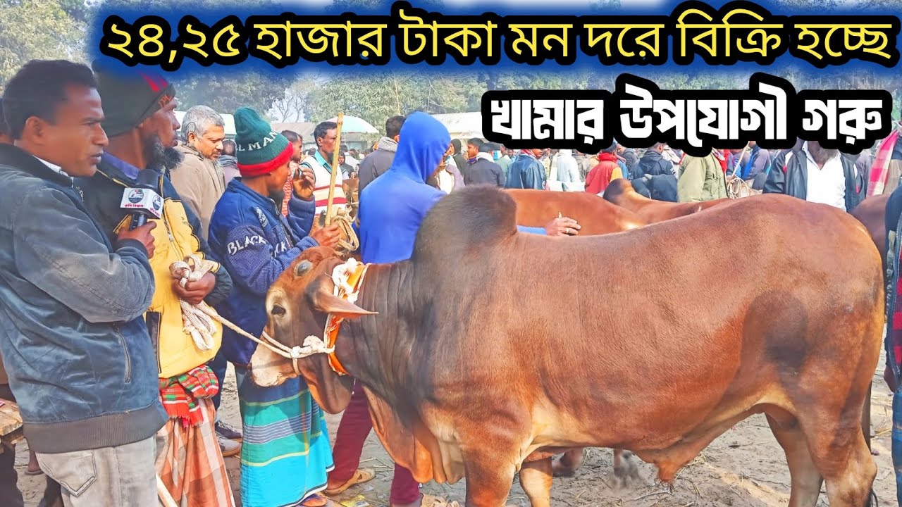 @২৩/১২/২৫, রংপুর জেলার বেতগাড়ী হাটে,খামার উপযোগী গরু বেচাকেনা হচ্ছে, কেমন দামে দেখুন! 