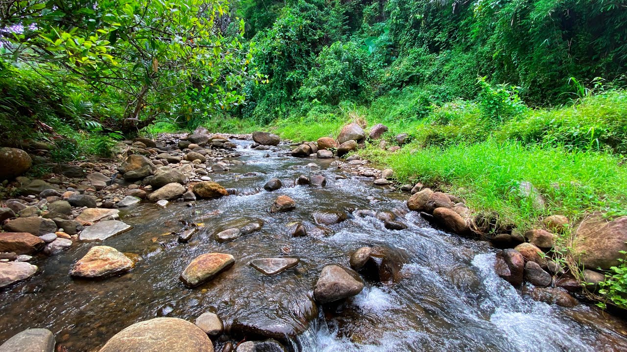 Sleep Immediately with Calming Flowing Water Sounds from River Stream & Green Forest Ambience