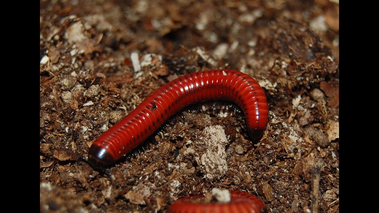 Haltungstipps für Centrobolus spec. Mosambik