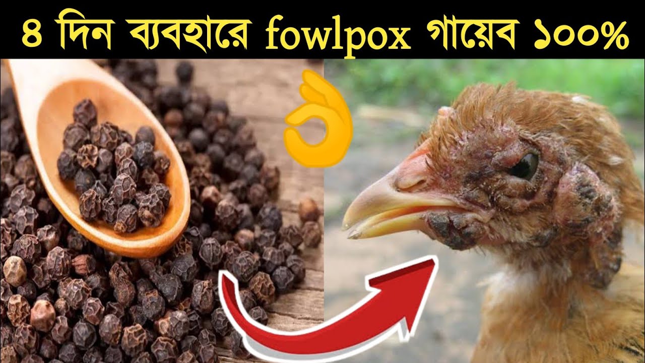 প্রাকৃতিক ভাবে মুরগির Fowlpox এর চিকিৎসা | Bast natural treatment for fowlpox | dasi murgi palan