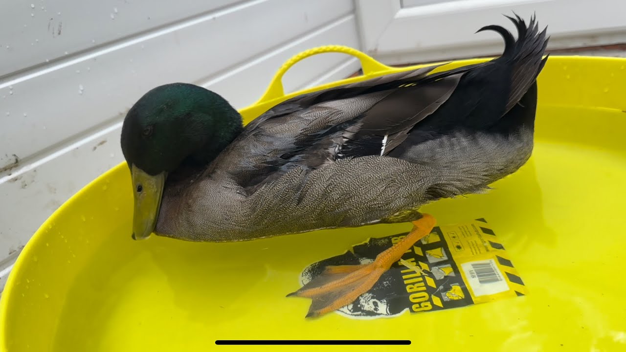 How to treat Gout and Wry Neck in ducks - Saving Duck Dimmadome