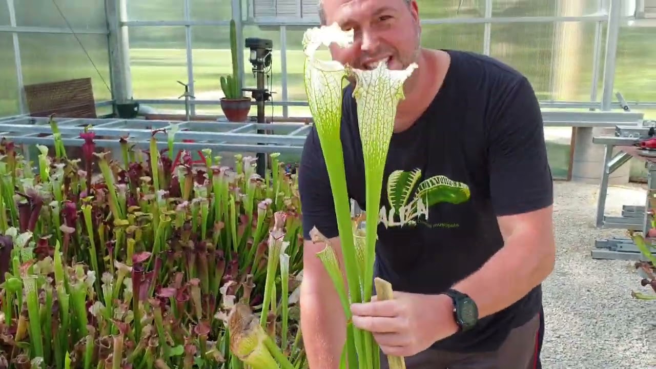 Giant Sarracenia leucophylla at FlytrapStore -  August 31st, 2023