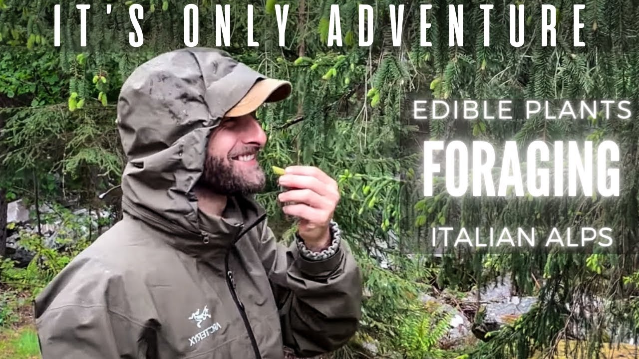 Piante commestibili in montagna: Davide che bruca in Valle Antrona. Fitoalimurgia e Foraging