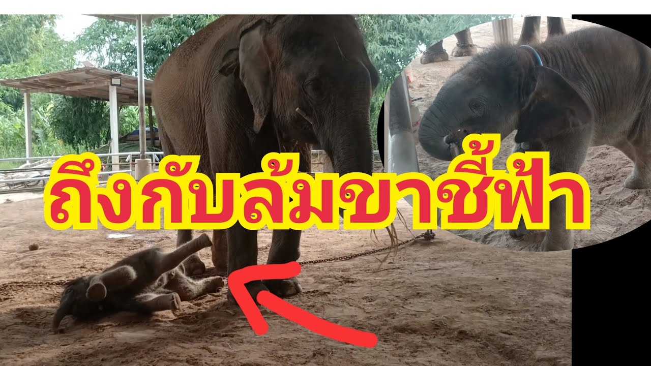 จันเจ้าโกรธใครถึงกับล้มขาชี้ฟ้า