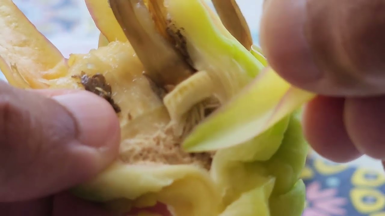 Unsuccessful pollination of my Hailey's Comet Dragon Fruit flower bud