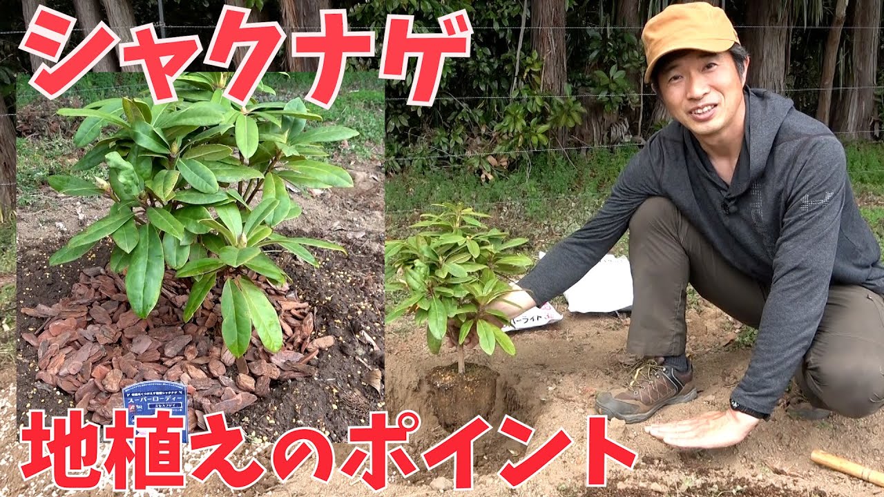【シャクナゲ】 お庭に地植えする時のポイント大公開！【赤塚植物園農場だより】