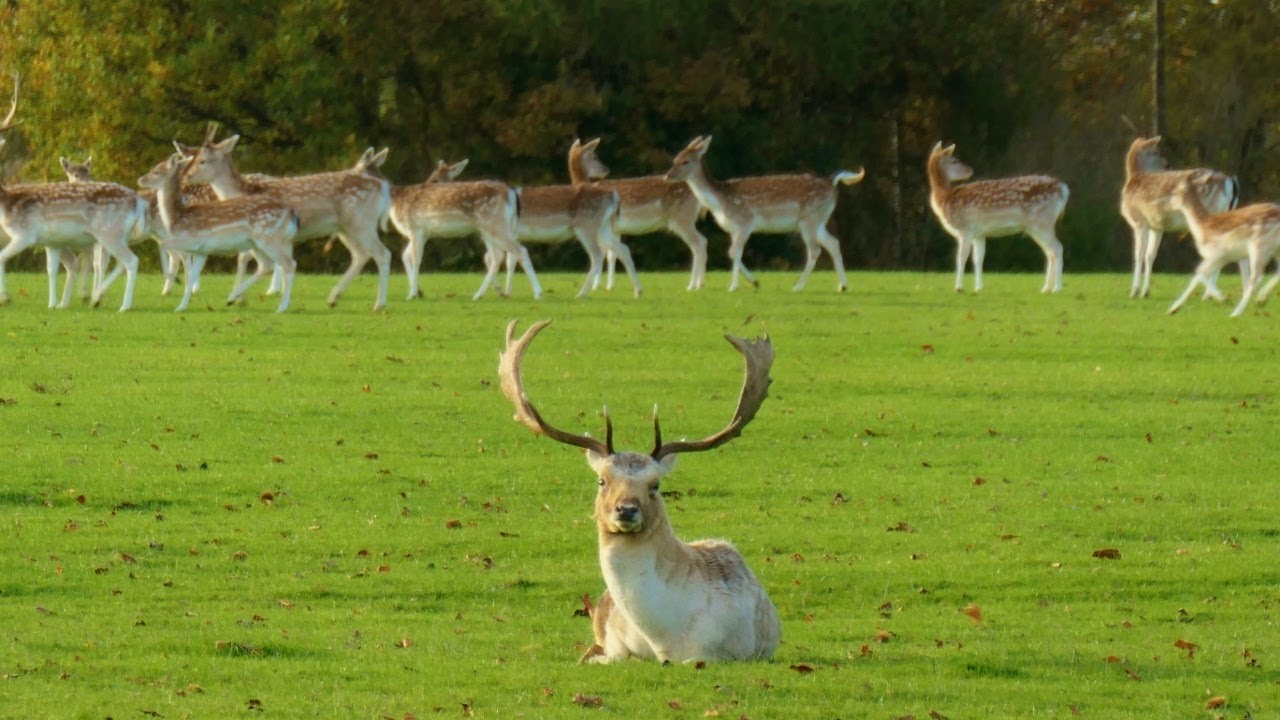 Tatton Park, Cheshire - 7 November 2021