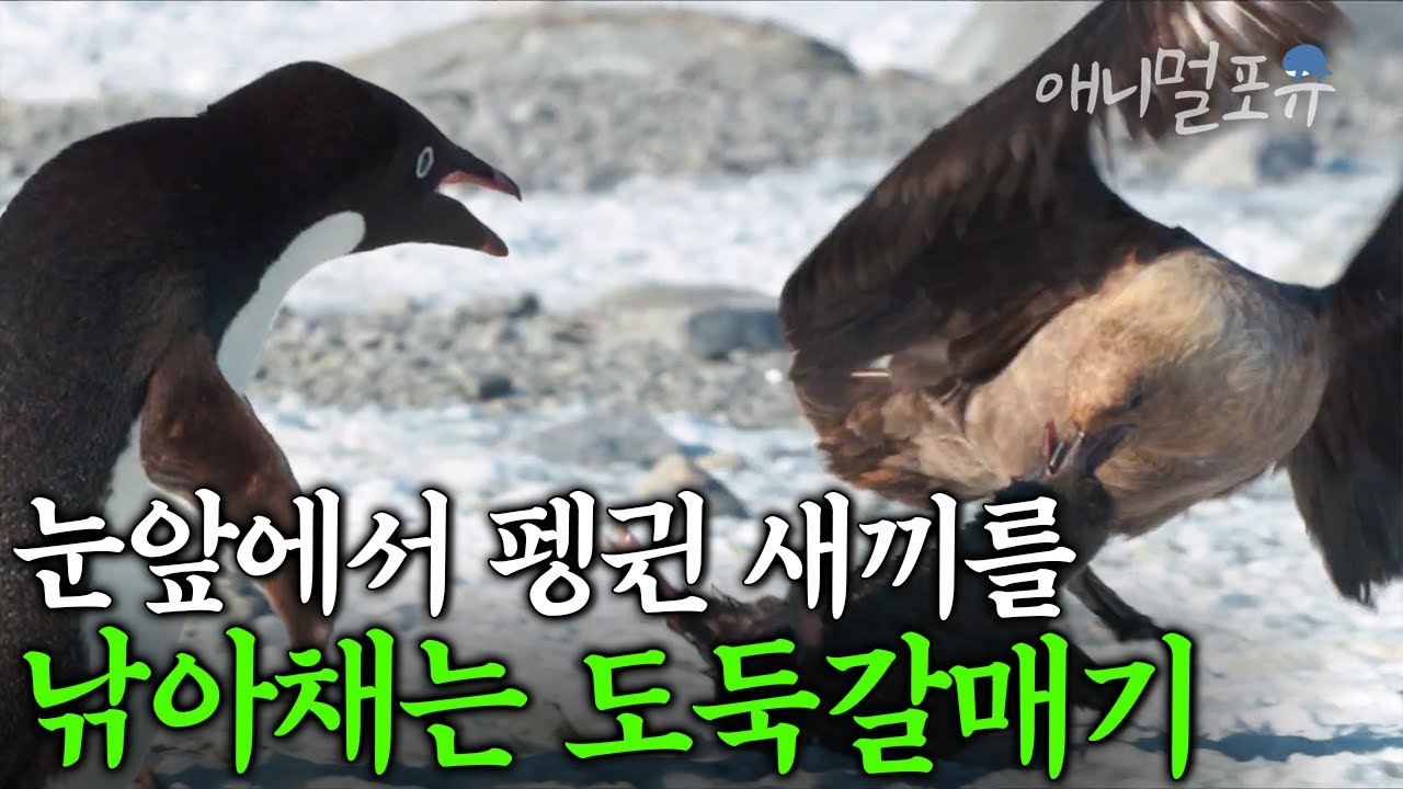 살아남기 위한 시간은 단 5개월! 남극 아델리 펭귄들의 생존 기록ㅣ봄날의 전투ㅣ KBS 다큐 인사이트 23.5도 1부 200303