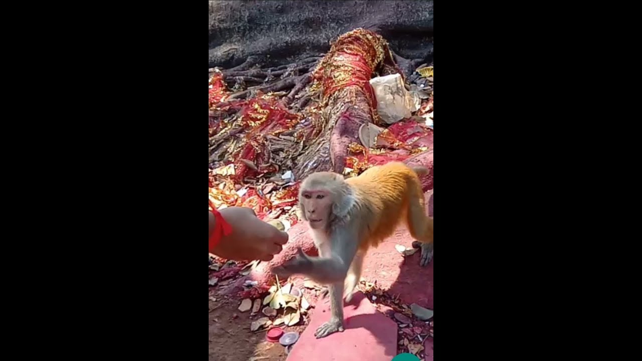 Mahamaya temple