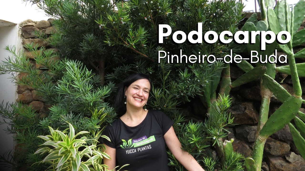 Podocarpo ou Pinheiro-de-Buda