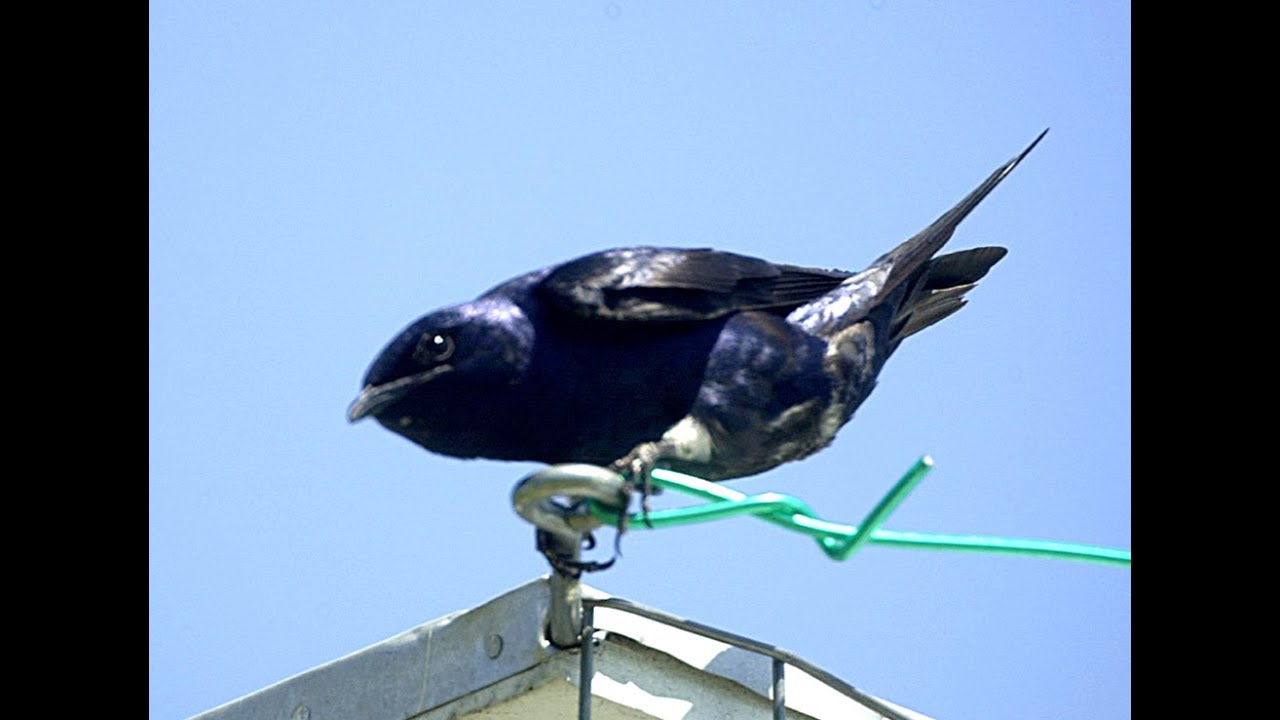 Purple Martins - What a trip!