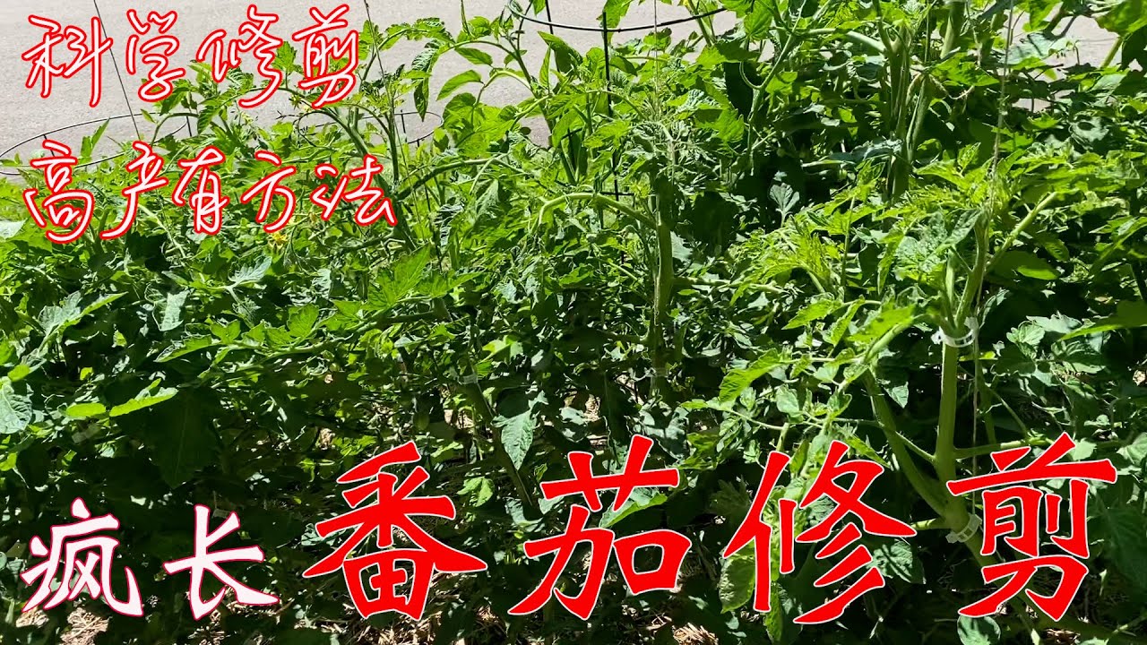 【渔耕笔记】番茄修剪 | 对已疯长的全品种西红柿如何进行更科学合理修剪 实现高质高产