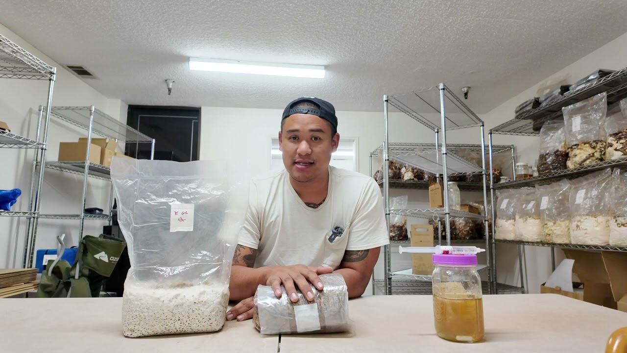 Inoculating grain spawn