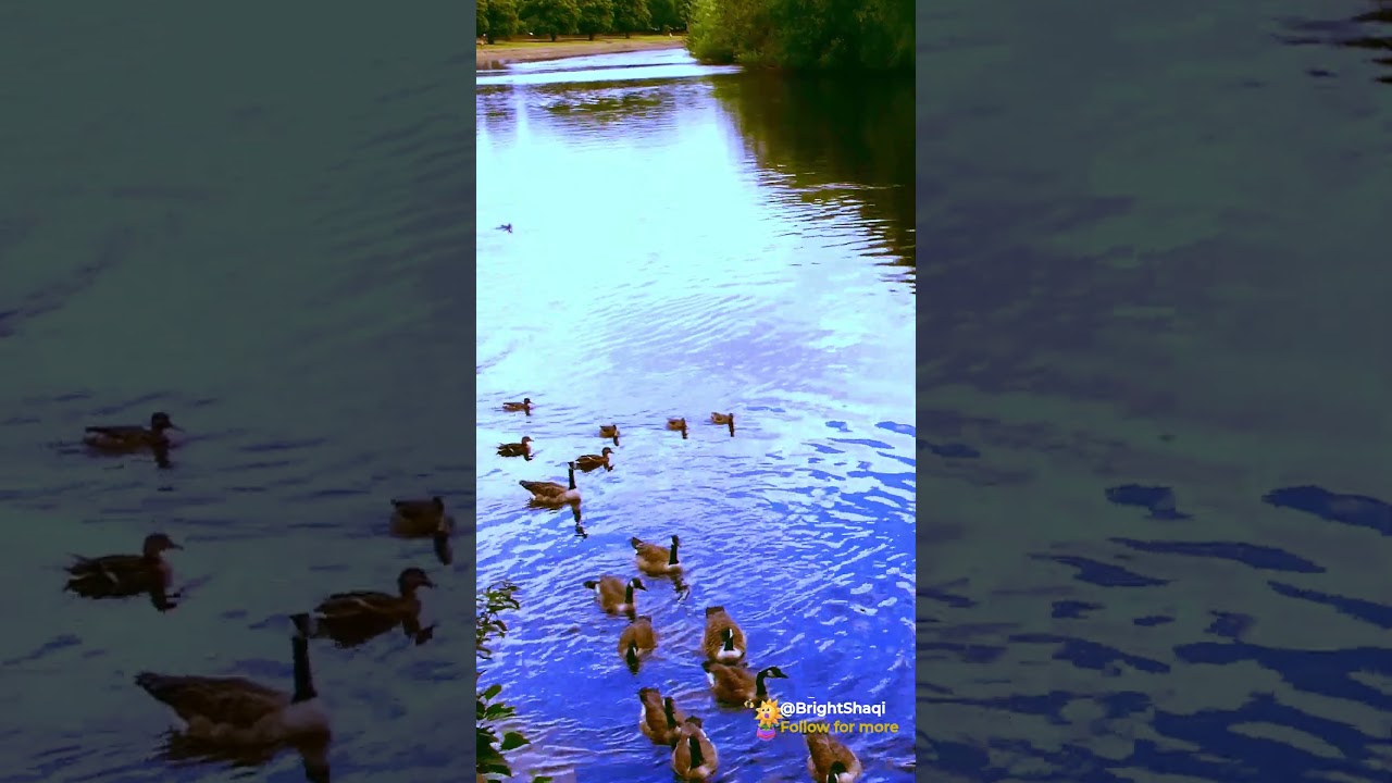 Relaxing Nature River and Duck Sound for Healing, Meditation, Stress Relief  #relaxingnaturesounds