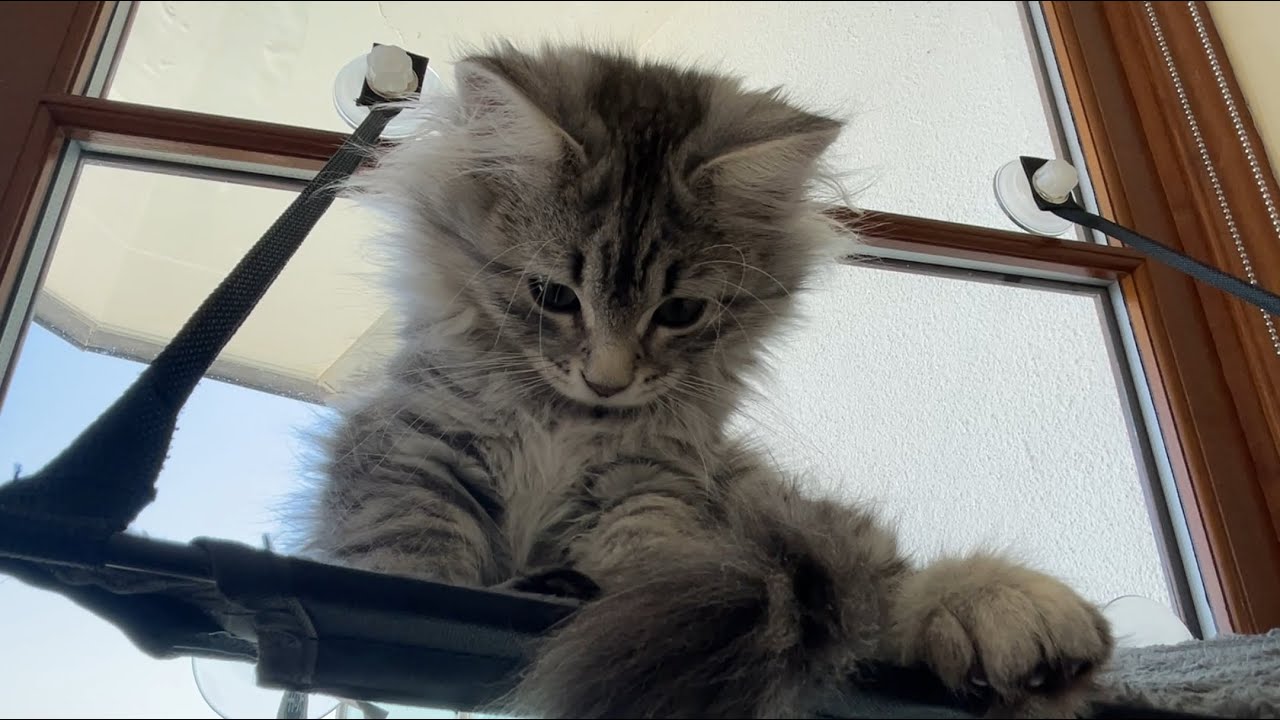 Silver Siberian forest kittens (14 weeks)