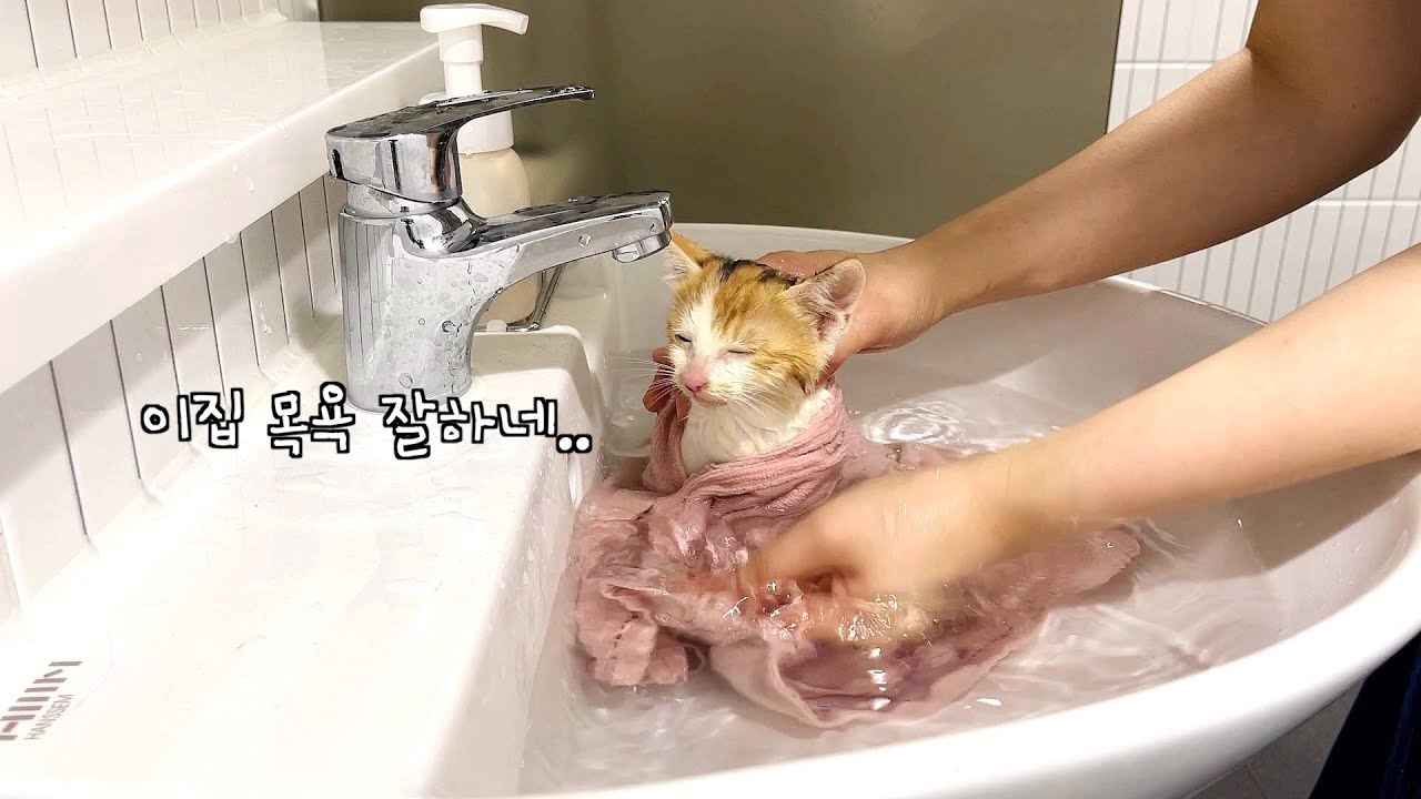 최상의 서비스를 요구하는 구조 새끼 고양이의 첫 목욕