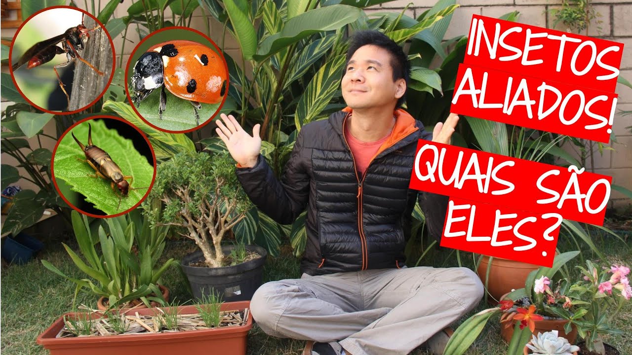 INSETOS BENÉFICOS para plantas