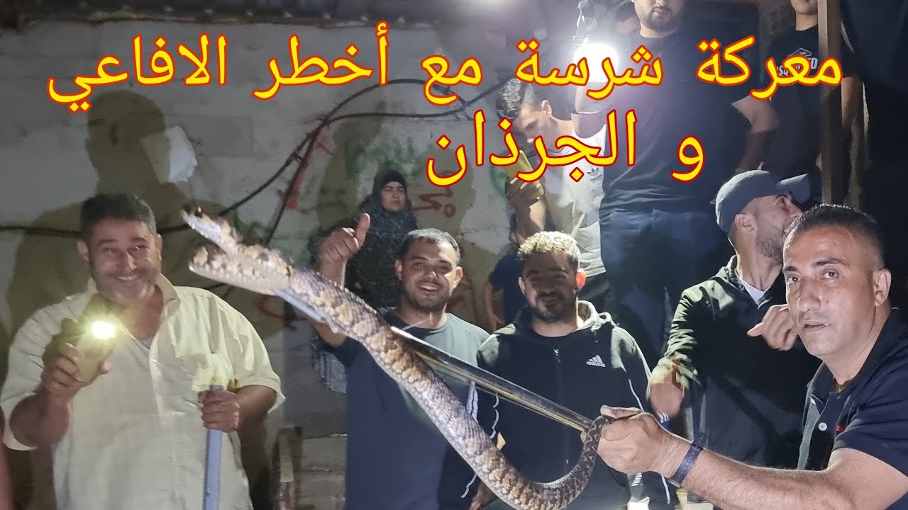 صيد ومعركة شرسه اكشن مع ثلاث افاعي سامه جدا وجرذان كبيرة قرية بلعين مع جمال العمواسي