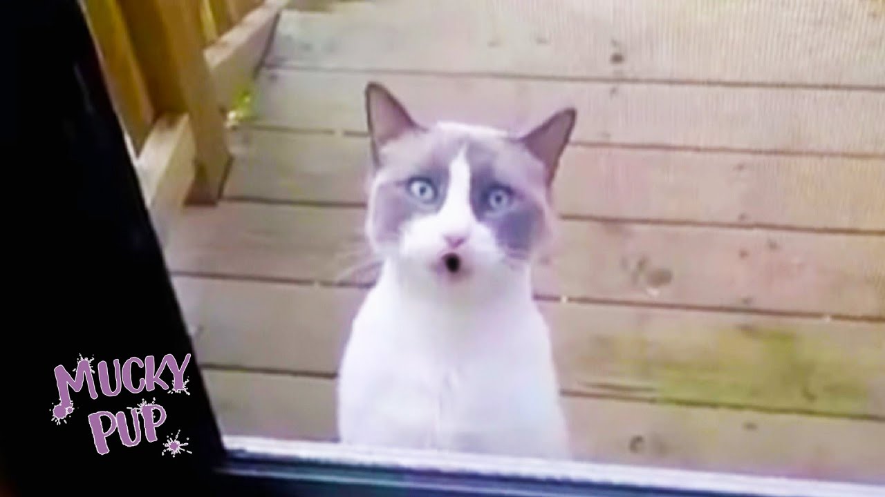 Говорящий кот просит впустить его! 😸 ПОДБОРКА ГОВОРЯЩИХ КОТОВ 😂