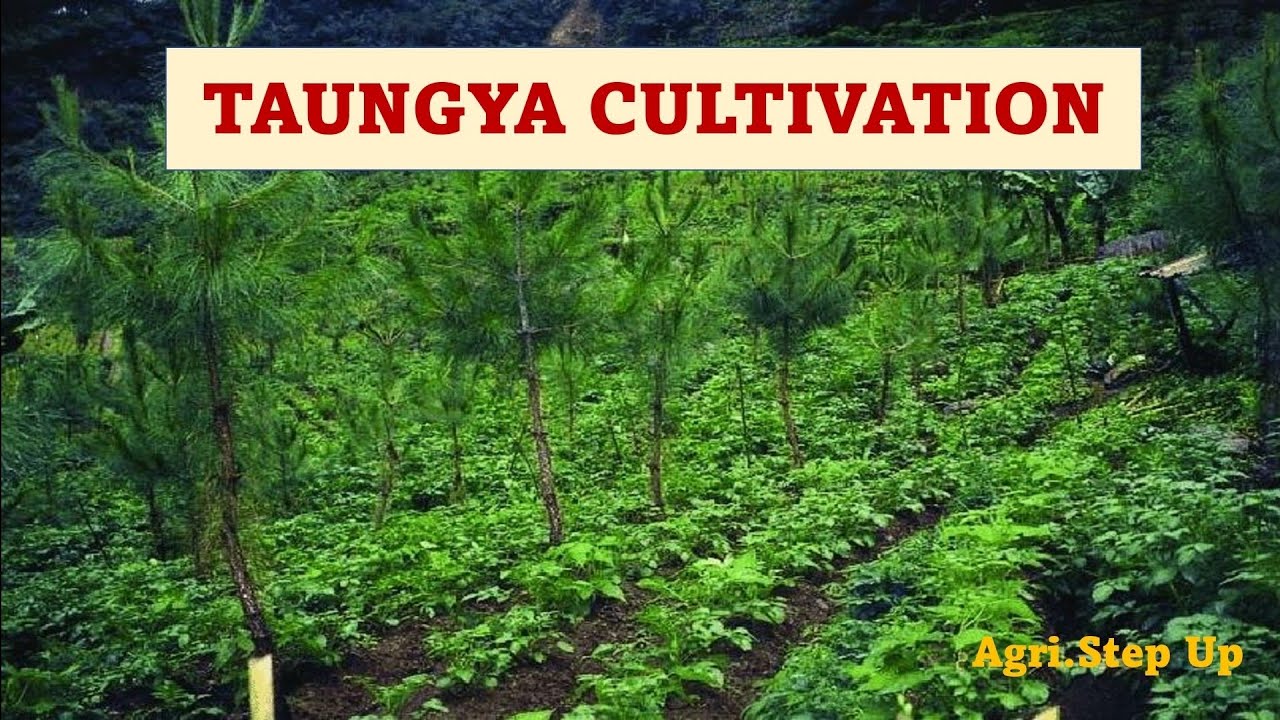 Taungya Cultivation or Hill cultivation