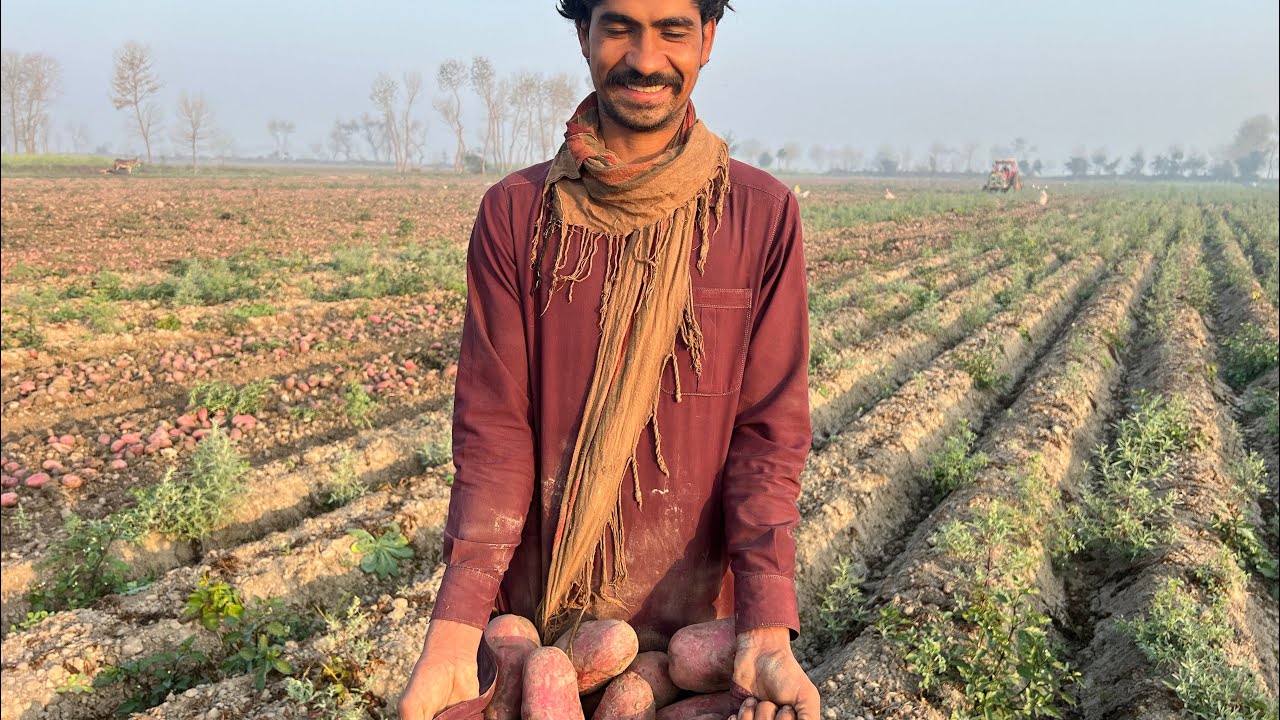 DIGITAL KISAN Pakistan is live in Potato Field 